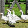 Cute White Geese In The Garden Paint By Numbers