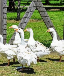 Cute White Geese In The Garden Paint By Numbers