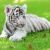 Cute White Baby Tiger Paint By Numbers