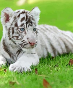 Cute White Baby Tiger Paint By Numbers