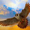 Flying Peregrine Falcon Paint By Numbers