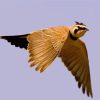 Flying Veery Bird Paint By Numbers