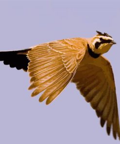 Flying Veery Bird Paint By Numbers