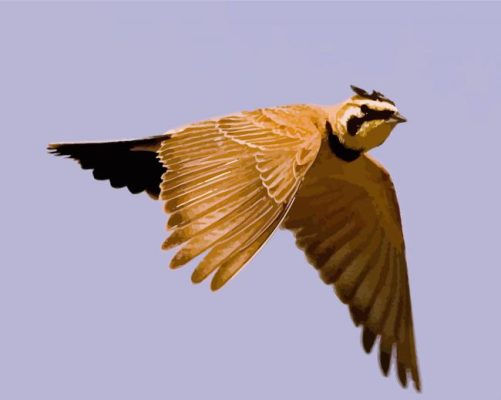 Flying Veery Bird Paint By Numbers