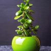 Jade Plant In a Plant Pot Paint By Numbers