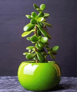 Jade Plant In a Plant Pot Paint By Numbers