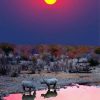 Namibia Rhino Sunset Paint By Numbers