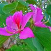 Pink Bauhinia Variegata Paint By Numbers