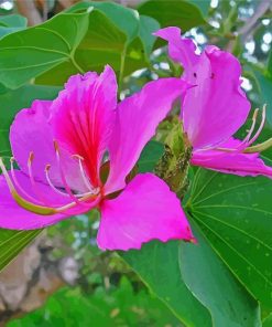 Pink Bauhinia Variegata Paint By Numbers