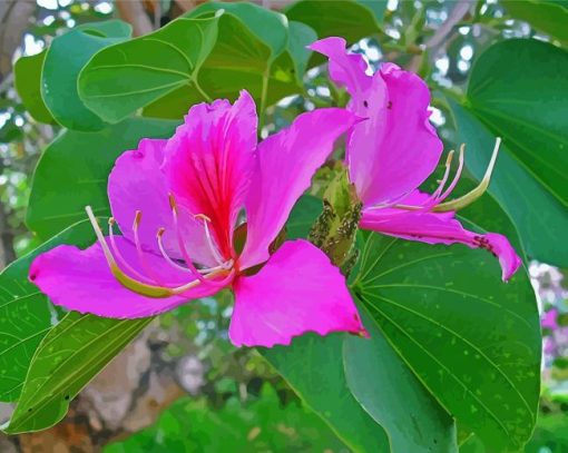 Pink Bauhinia Variegata Paint By Numbers