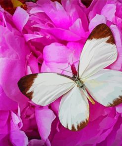 Pink Butterfly Peony Paint By Numbers