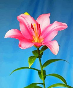 Pink Lily Paint By Numbers