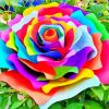 Rainbow Flower Paint By Numbers