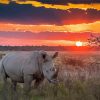 Rhino Sunset Animal Paint By Numbers