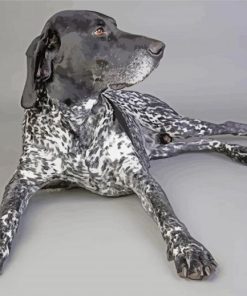 Sitting Black And White German Shorthair Pointer Paint By Numbers