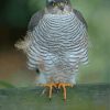 Sparrowhawk Bird Paint By Numbers