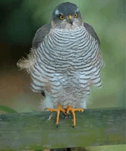 Sparrowhawk Bird Paint By Numbers