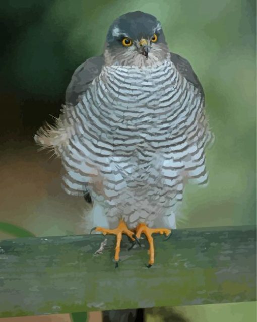 Sparrowhawk Bird Paint By Numbers