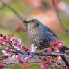 Starling On A Blossom Tree Paint By Numbers