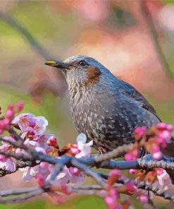 Starling On A Blossom Tree Paint By Numbers