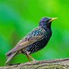 Starling Bird Paint By Numbers