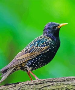 Starling Bird Paint By Numbers