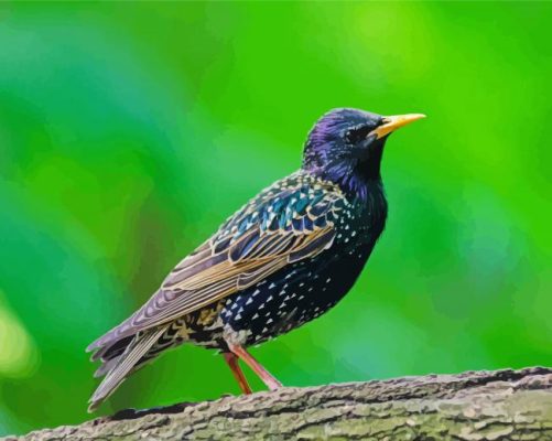 Starling Bird Paint By Numbers