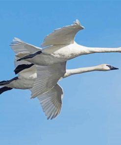 Two Flying Swans Paint By Numbers