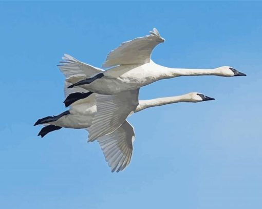 Two Flying Swans Paint By Numbers