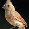 Wild Juvenile Cardinal Paint By Numbers