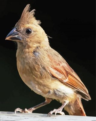 Wild Juvenile Cardinal Paint By Numbers