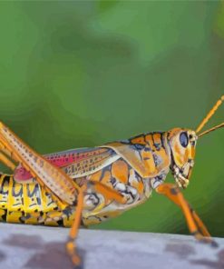 Aesthetic Grasshopper Paint By Numbers