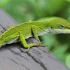 Anole Lizard Hilo Hawaii Paint By Numbers