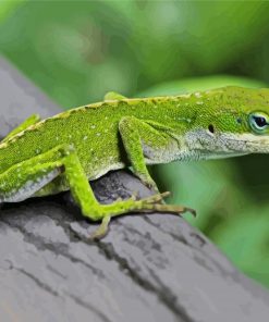 Anole Lizard Hilo Hawaii Paint By Numbers