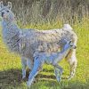 Baby Llamas Paint By Numbers