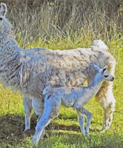 Baby Llamas Paint By Numbers