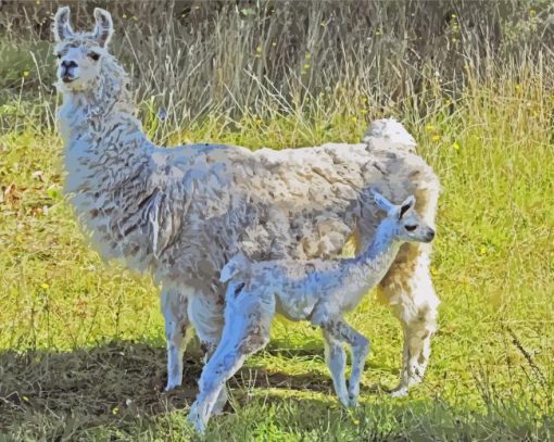 Baby Llamas Paint By Numbers