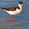 Bird On Beach Paint By Numbers