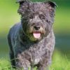 Black Cairn Terrier Dog Paint By Numbers