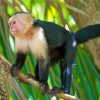 Capuchin Monkey Paint By Numbers