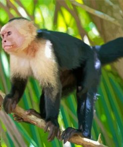 Capuchin Monkey Paint By Numbers