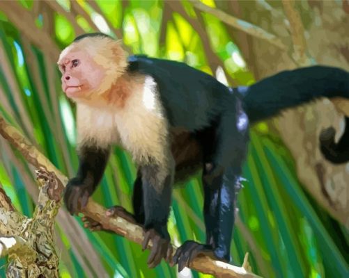 Capuchin Monkey Paint By Numbers