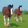 Clydesdales Horses In Farm Paint By Numbers