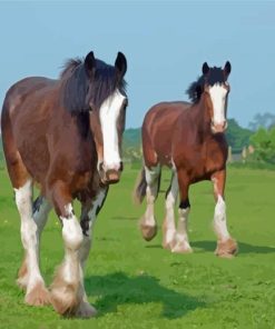 Clydesdales Horses In Farm Paint By Numbers