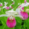 Lady Slipper Flowers Paint By Numbers