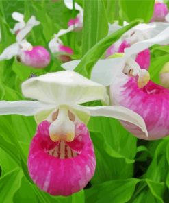 Lady Slipper Flowers Paint By Numbers