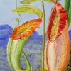 Marianne North Art Paint By Numbers