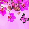 Pink Orchid And Butterfly Paint By Numbers