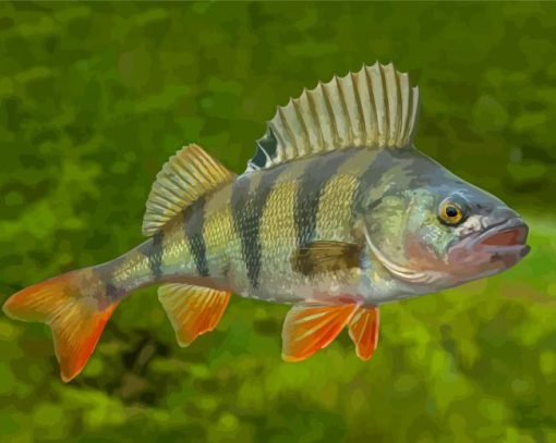 Aesthetic Perch Fish Paint By Numbers