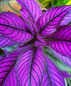 Aesthetic Purple Plant Paint By Numbers